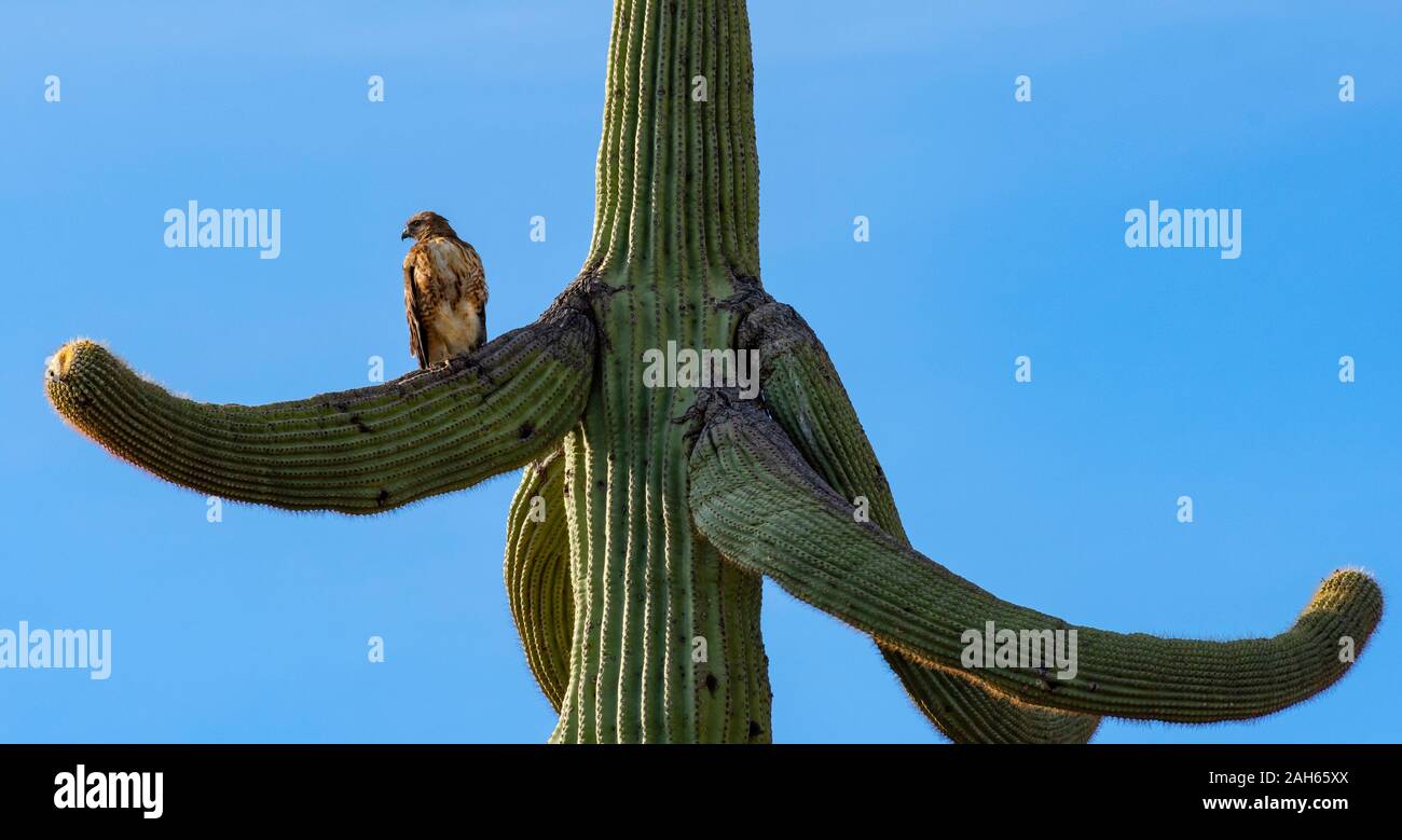 Red-tailed Hawk on saguaro cactus, Table Mesa, Arizona Stock Photo