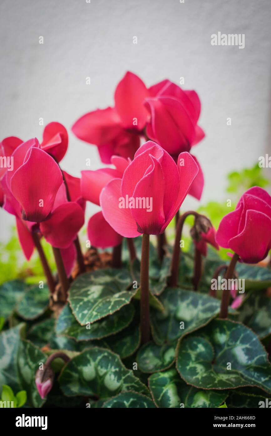 Cyclamen (Cyclamen Persicum) flowers close up against white background, red pink color Stock Photo