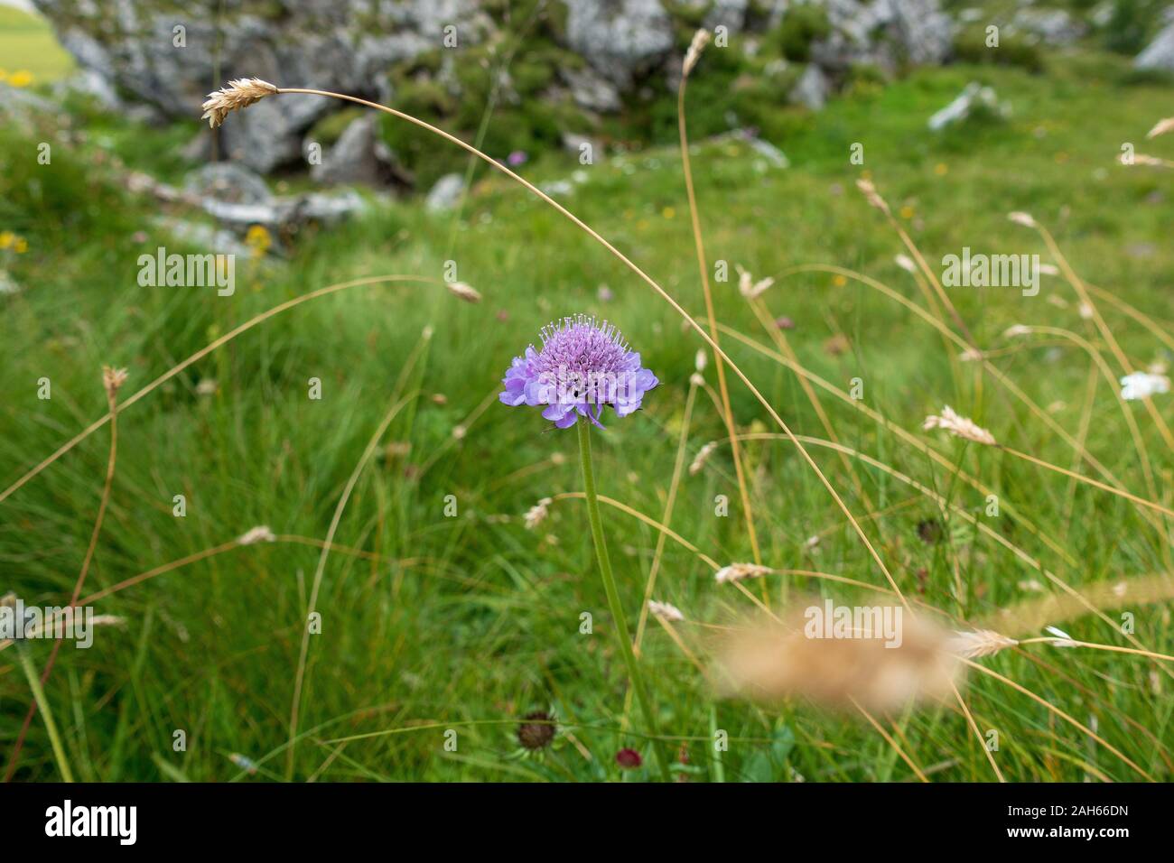 mountain flower meadow Alpe di Siusi. ( Seiser Alm ) Stock Photo