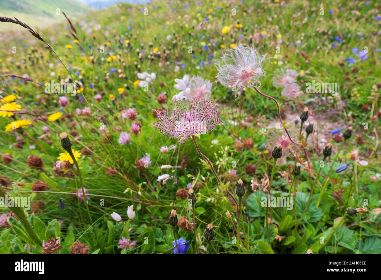 mountain flower meadow Alpe di Siusi. ( Seiser Alm ) Stock Photo