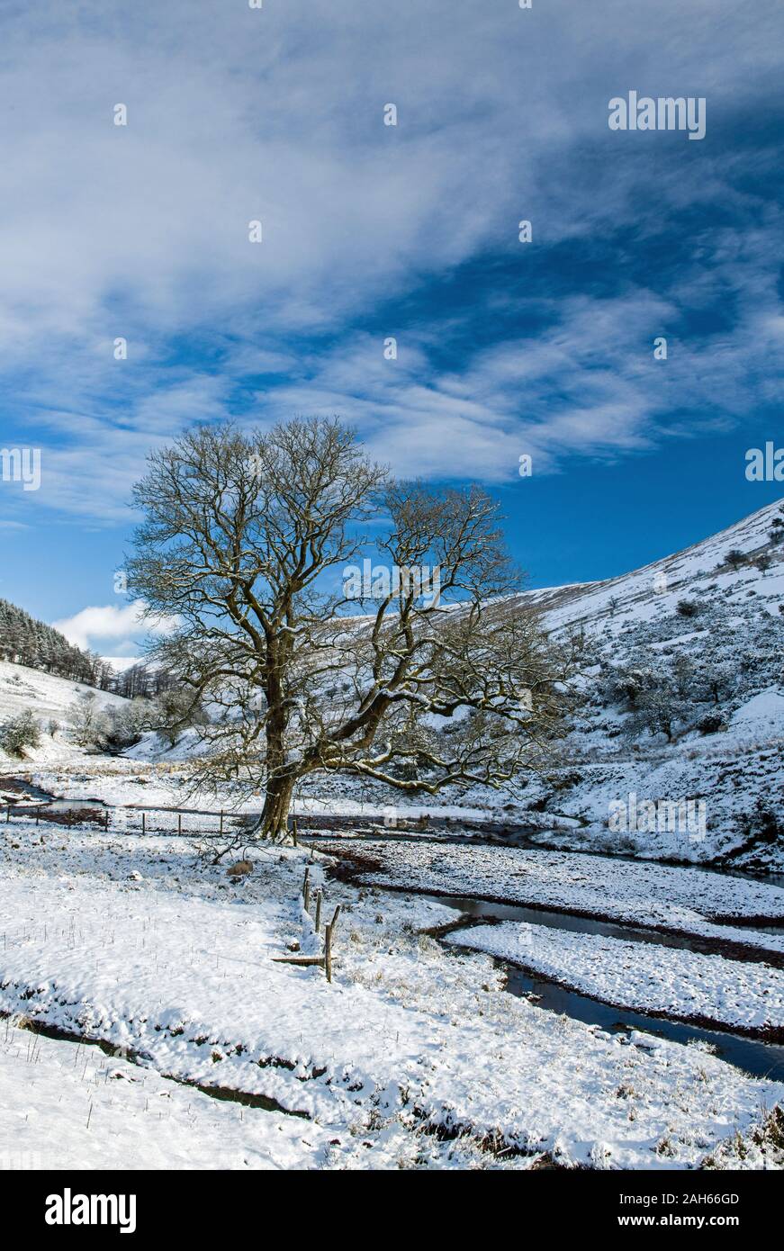 Winter tree stripped of leaves at Nant Crew in the Brecon Beacons National Park Powys South Wales. A true winter landscape Stock Photo