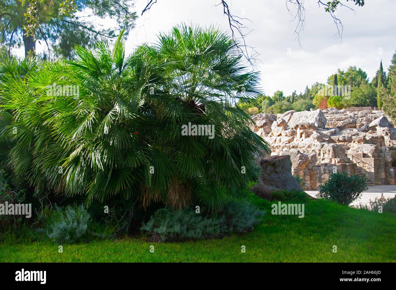Big green palm tree and white ruined roman wall in background and differnt trees. sunny autumn day in roman city Italica, Spain Stock Photo