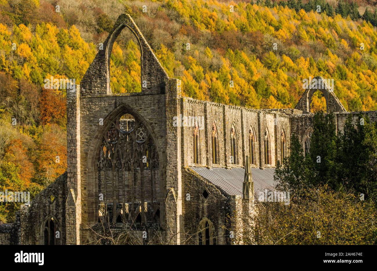 Tintern Abbey with the November coloured woods behind in Monmouthshire south Wales. The Wye Valley and Tintern Abbey at their best. Stock Photo