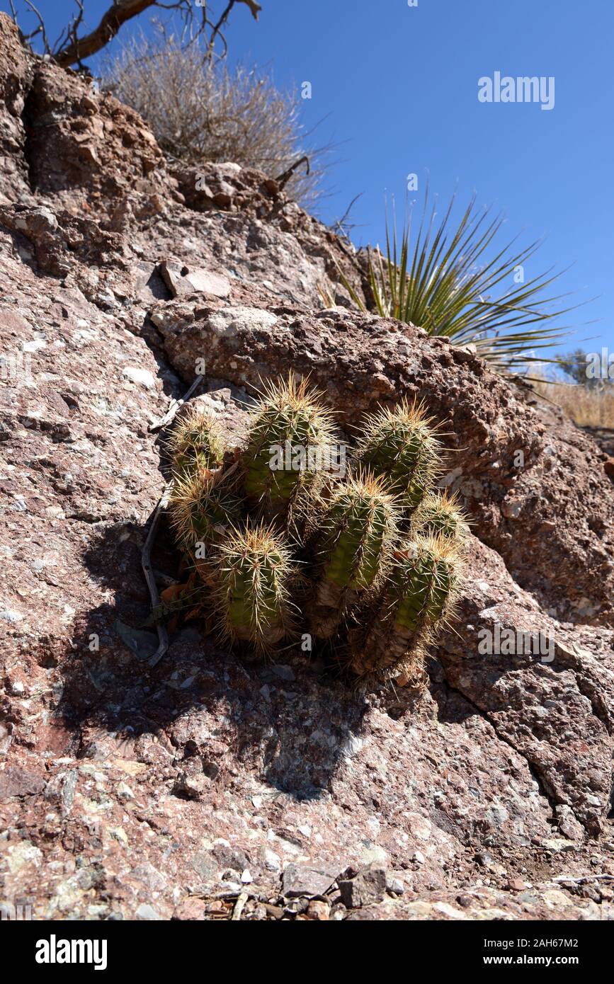 Coronado National Memorial, Hereford, Arizona, USA.  A Hedgehog Cactus grows from a crevice in a rock along the Arizona Trail. Stock Photo