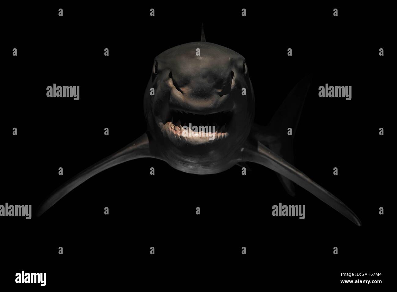 Angry shark with sharp teeth isolated on black Stock Photo - Alamy