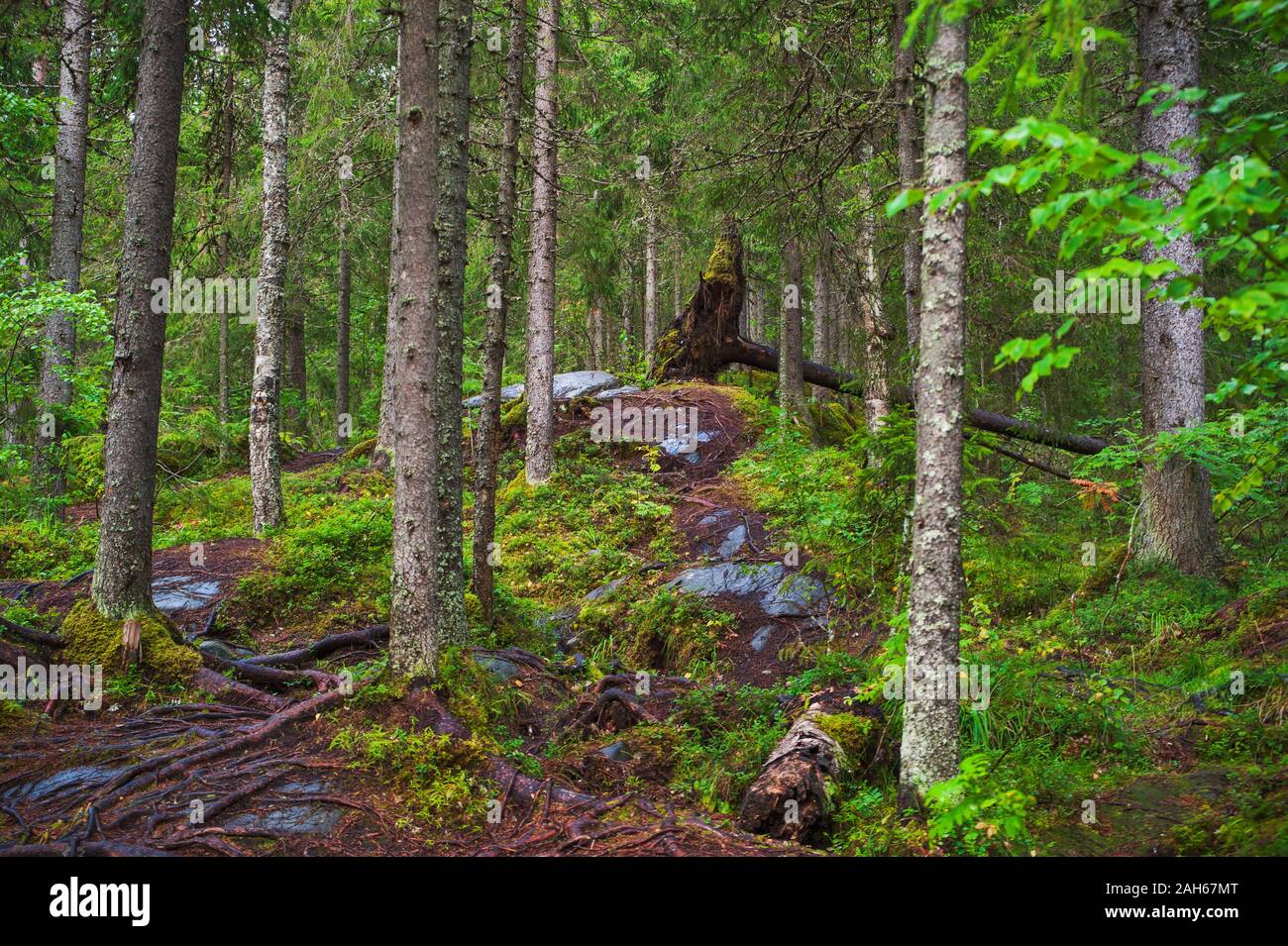 Old growth forest russia hi-res stock photography and images - Alamy