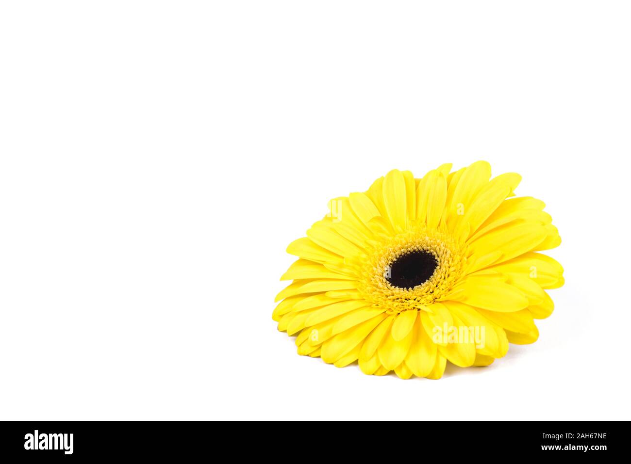 Yellow gerbera flower isolated on white background. Stock Photo