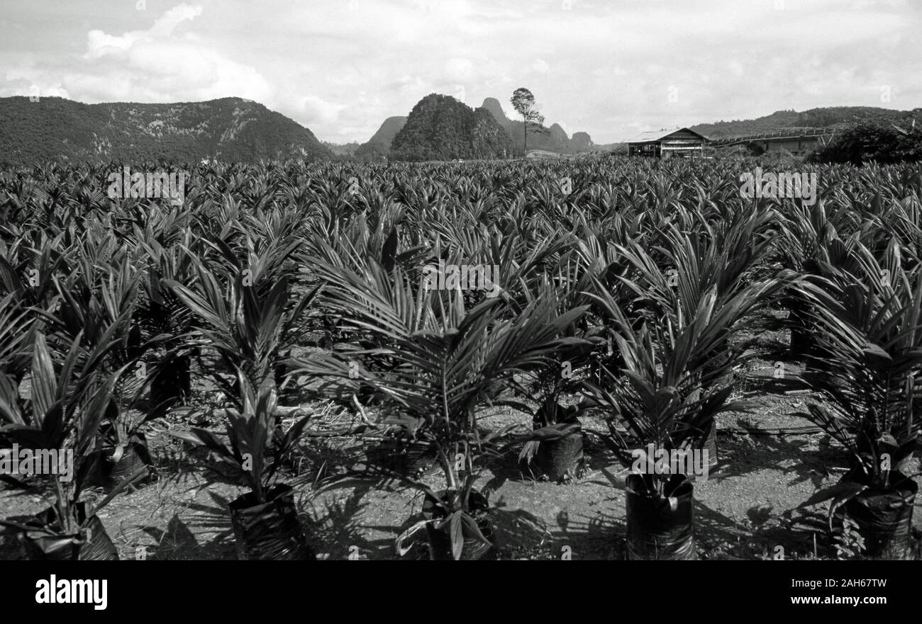 Malaysia: Palm oil plantation in Sarawak on Borneo Island, where before the primary forest was destroyed Stock Photo
