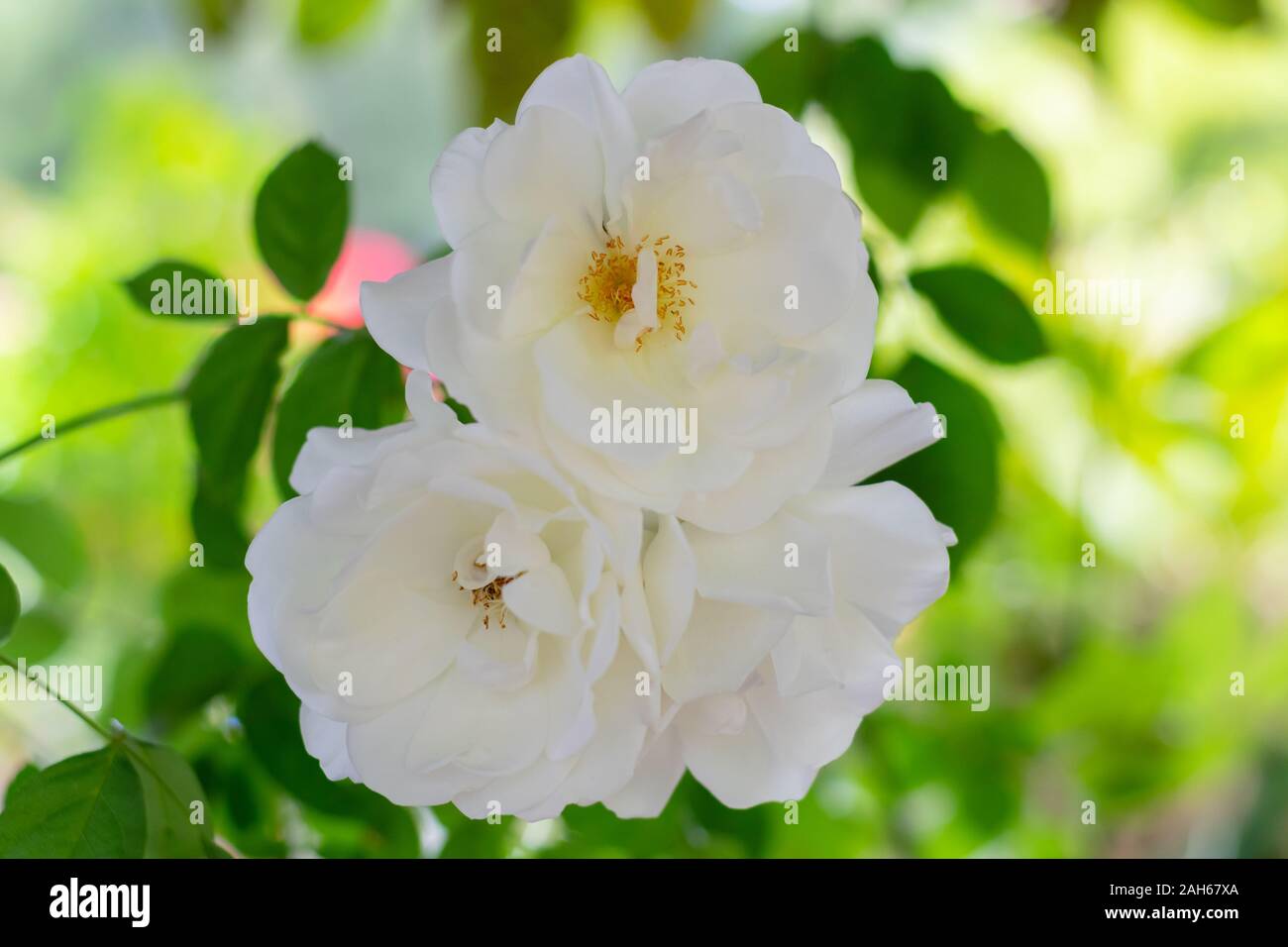 White climbing roses (Iceberg) bouquet Stock Photo Alamy