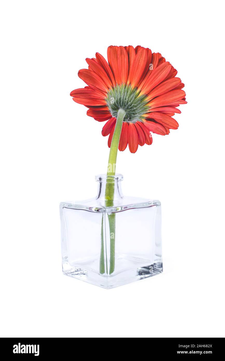 Red gerbera flower in glass vase Stock Photo Alamy