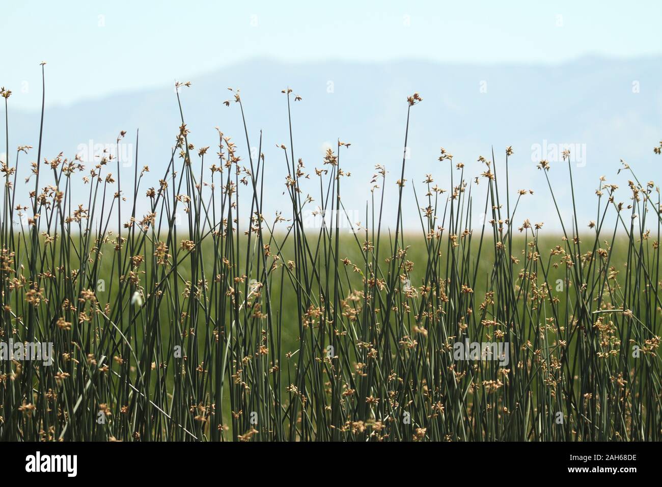 Tall wild grass hi-res stock photography and images - Alamy