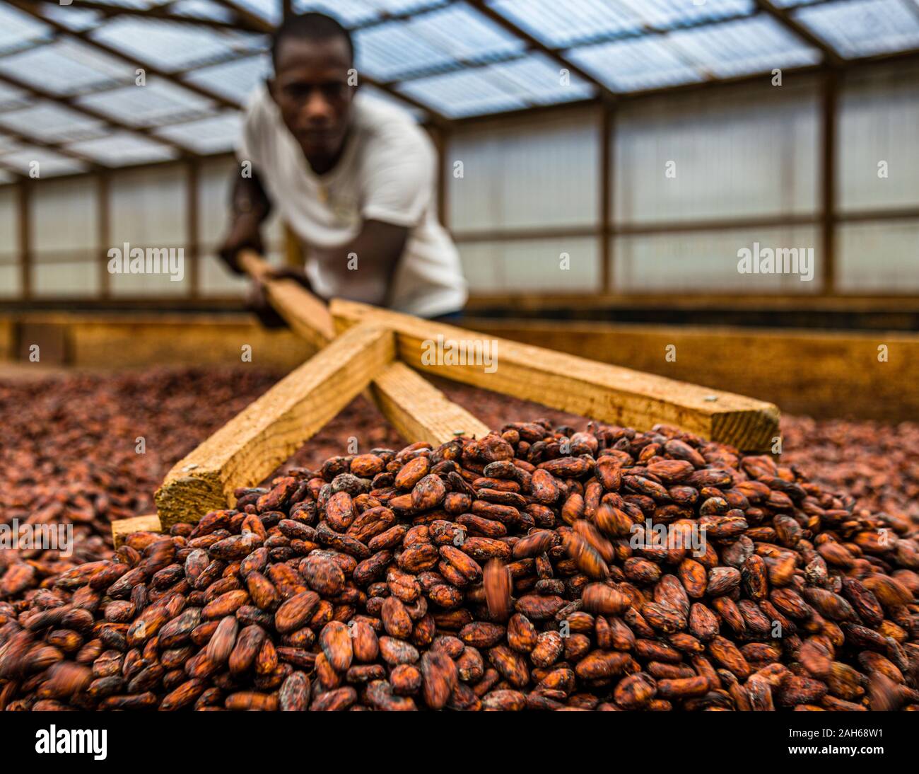Cocoa Bean Drying Rack in Grenada Stock Photo