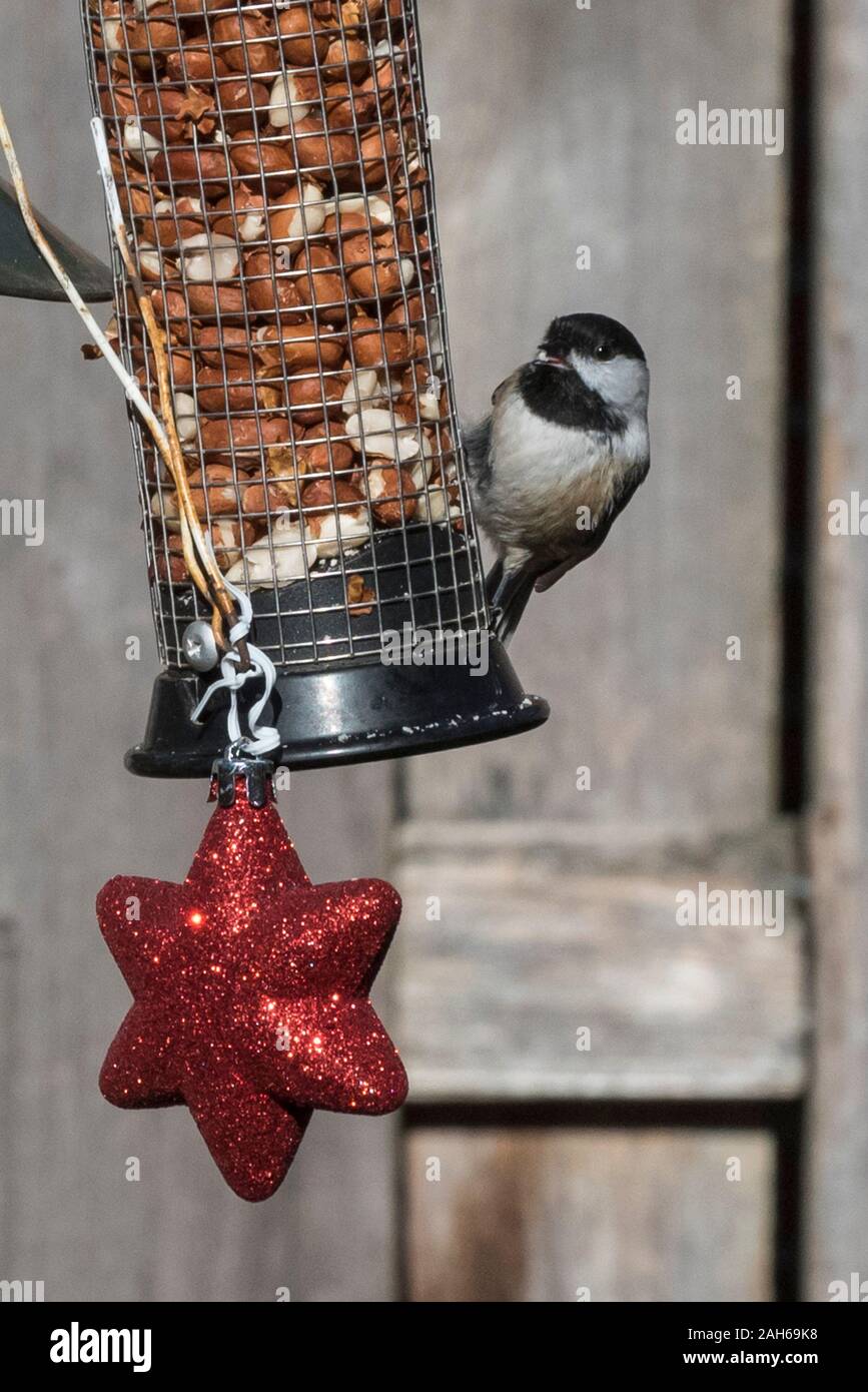 Making Bird Feeder Christmas Stock Photos Making Bird Feeder