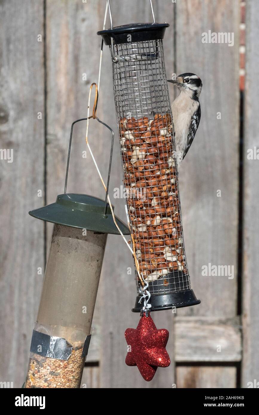 Making Bird Feeder Christmas Stock Photos Making Bird Feeder