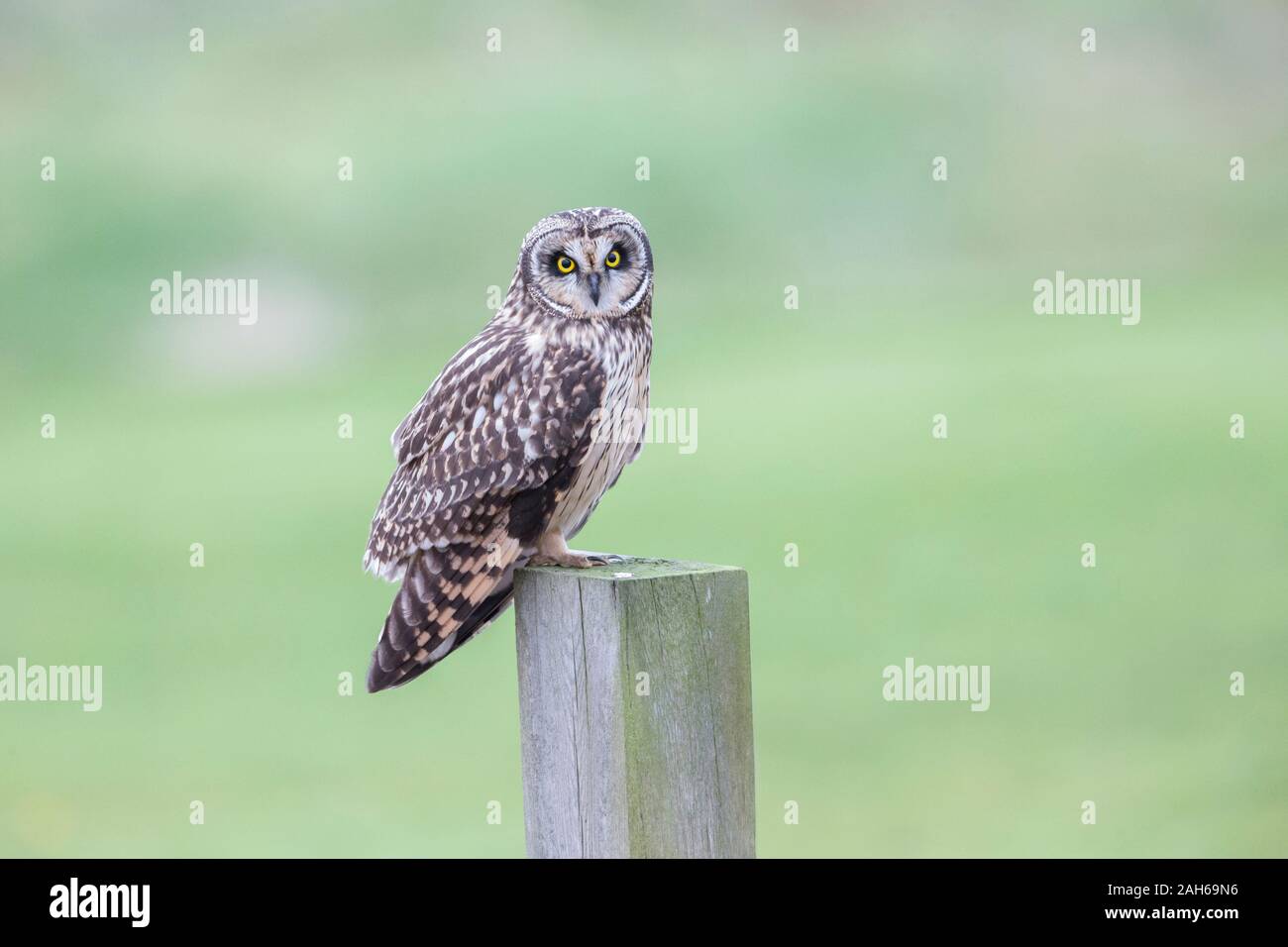 Short eared owl at Delta BC Canada Stock Photo Alamy