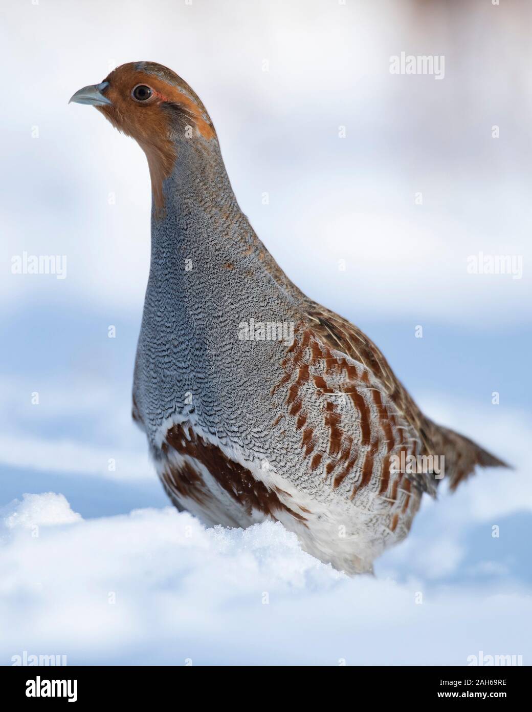 Hungarian Partridge in the Winter Stock Photo - Alamy