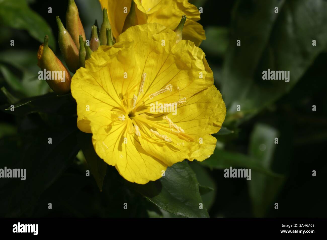 Oenothera fruticosa, the narrowleaf evening primrose or narrow-leaved sundrops, is a species of flowering plant in the evening primrose family. Stock Photo