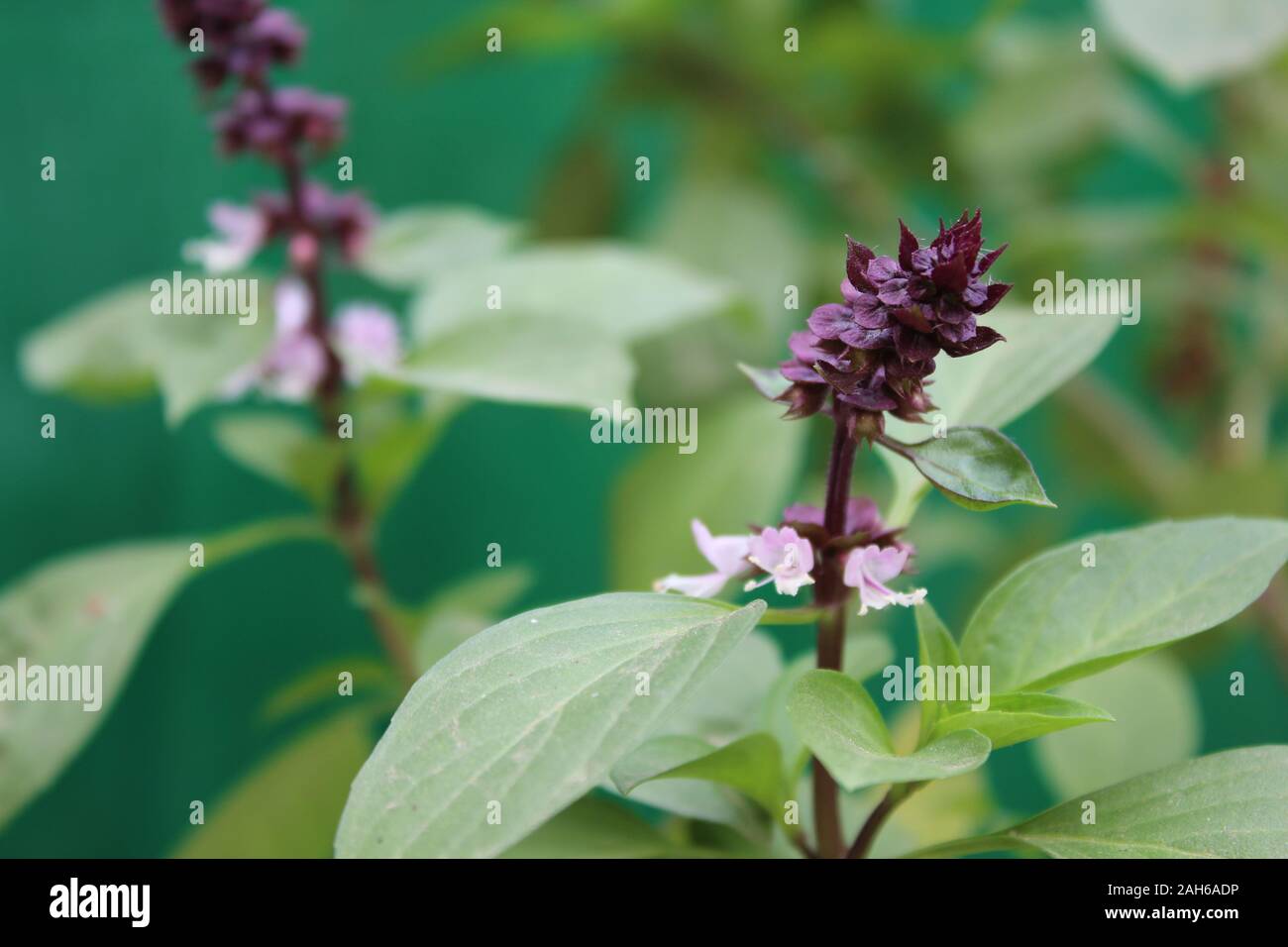 sweet basil (Thai Basil, niazbo, tulsi, Ocimum basilicum Linnseedling