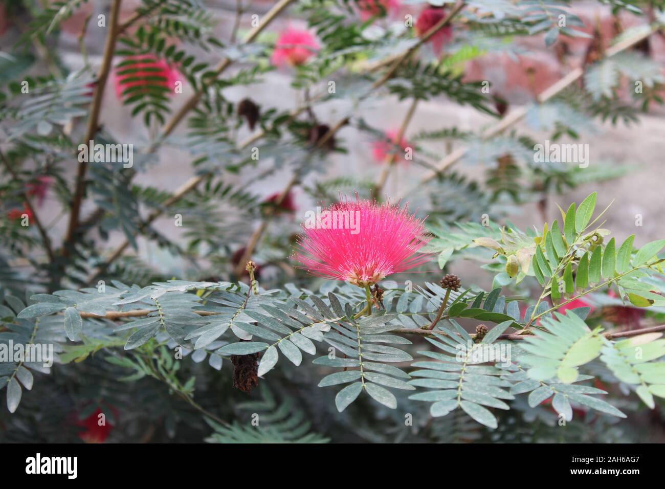 Pink Silk Tree or Persian Silk Tree (Albizia julibrissin) Flower and green leaves Stock Photo