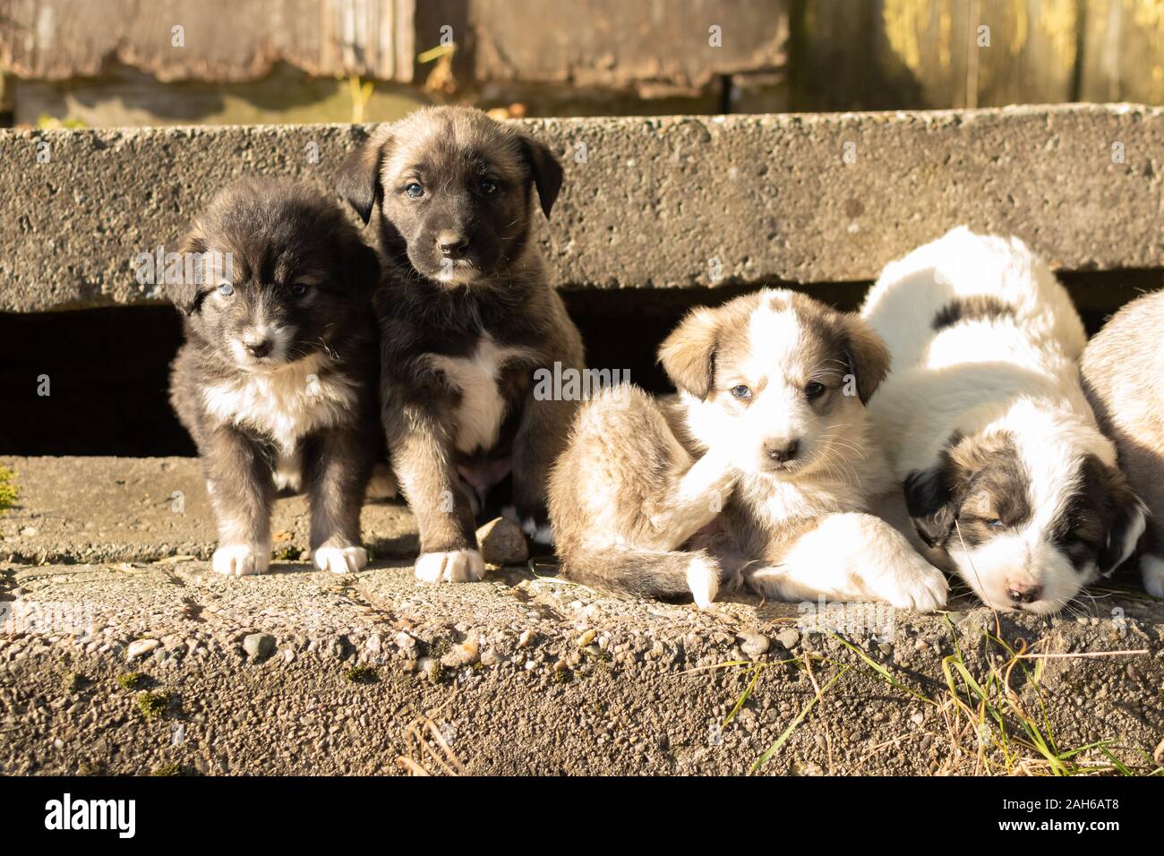 countryside puppies