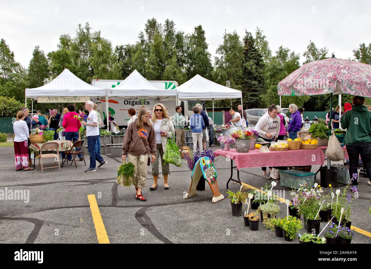 Anchorage Farmer's Market,  15th Street & Cordova Ave., people shopping,  mid August, Anchorage, Alaska. Stock Photo