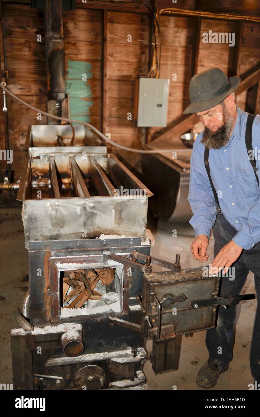 Making maple syrup by tapping maple trees, collecting sap, boiling sap ...