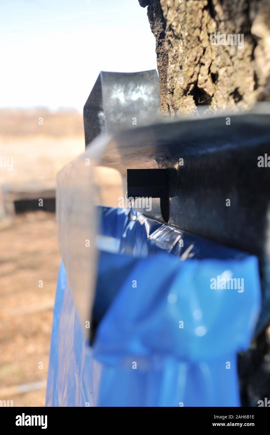 Making maple syrup by tapping maple trees, collecting sap in blue bags from dripping spout on
