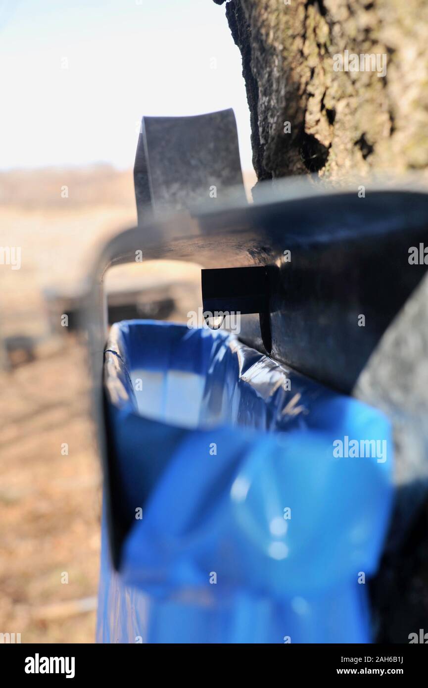 Making maple syrup by tapping maple trees, collecting sap in blue bags from dripping spout on