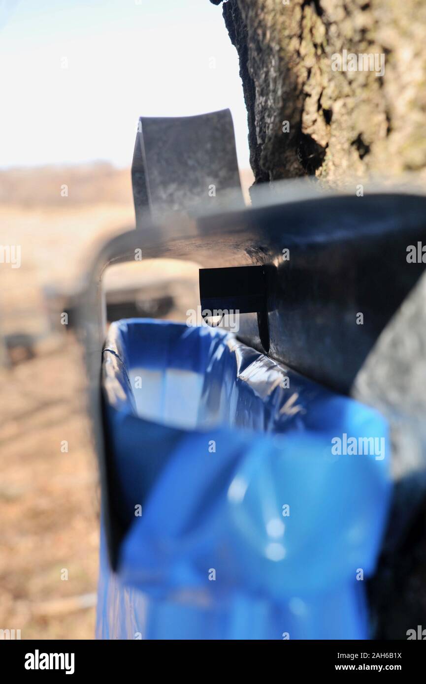 Making maple syrup by tapping maple trees, collecting sap in blue bags
