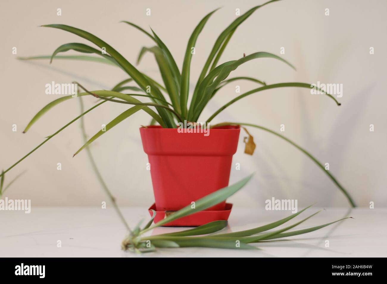 houseplant, Chlorophytum comosum in front of a light wall in a green pot  Stock Photo - Alamy