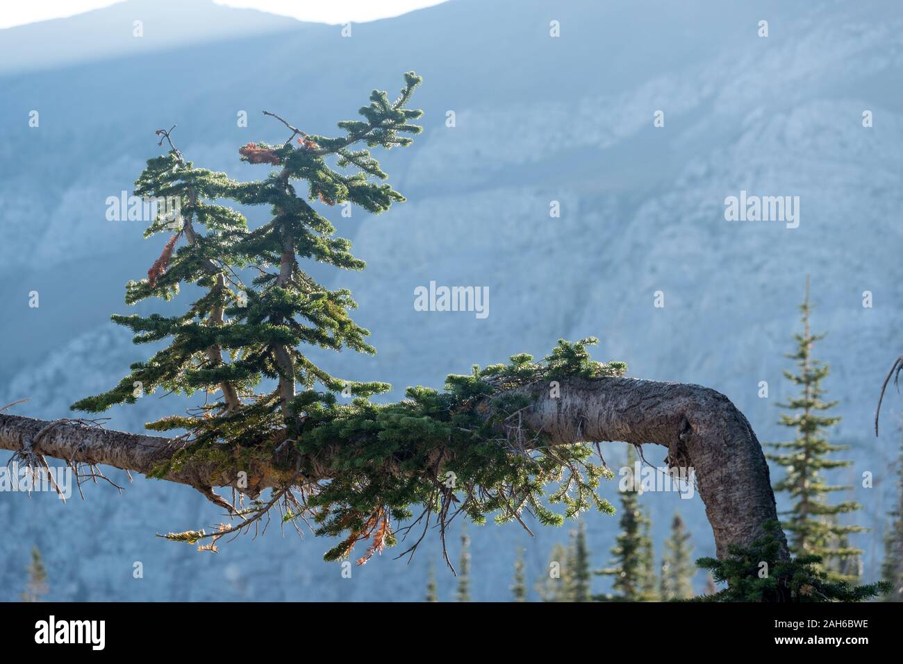 Bent tree, Wallowa Mountains, Oregon. Stock Photo