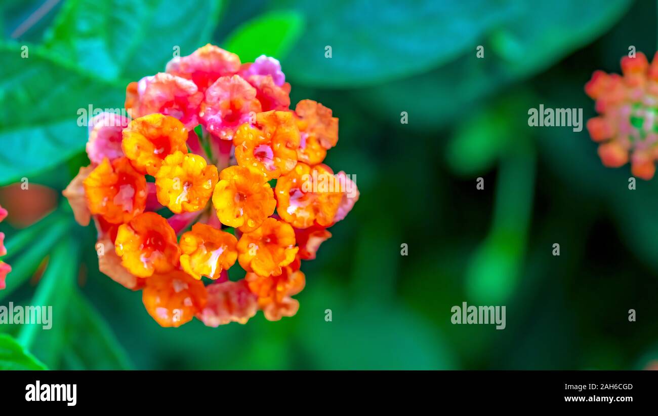 Close up of Beautiful Colorful Hedge Flower, Weeping Lantana, Lantana camara Linn. yellow and pink flower named Lantana Camara, big-sage (Malaysia), w Stock Photo