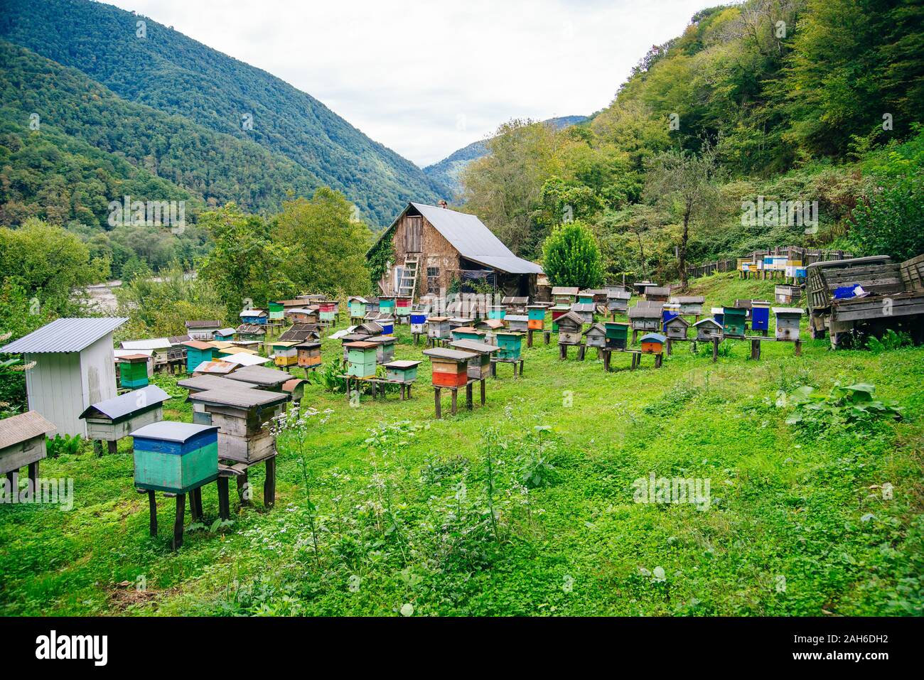 The apiary is located in a yard house area. Getting eco-friendly honey. Stock Photo