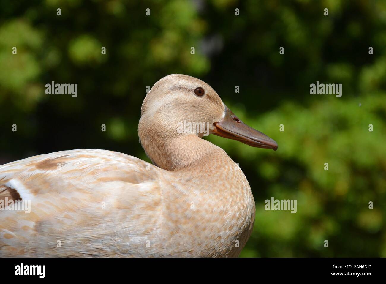 A close up of a very pretty golden duck. Soft yellow feathers, small head. Green background Stock Photo
