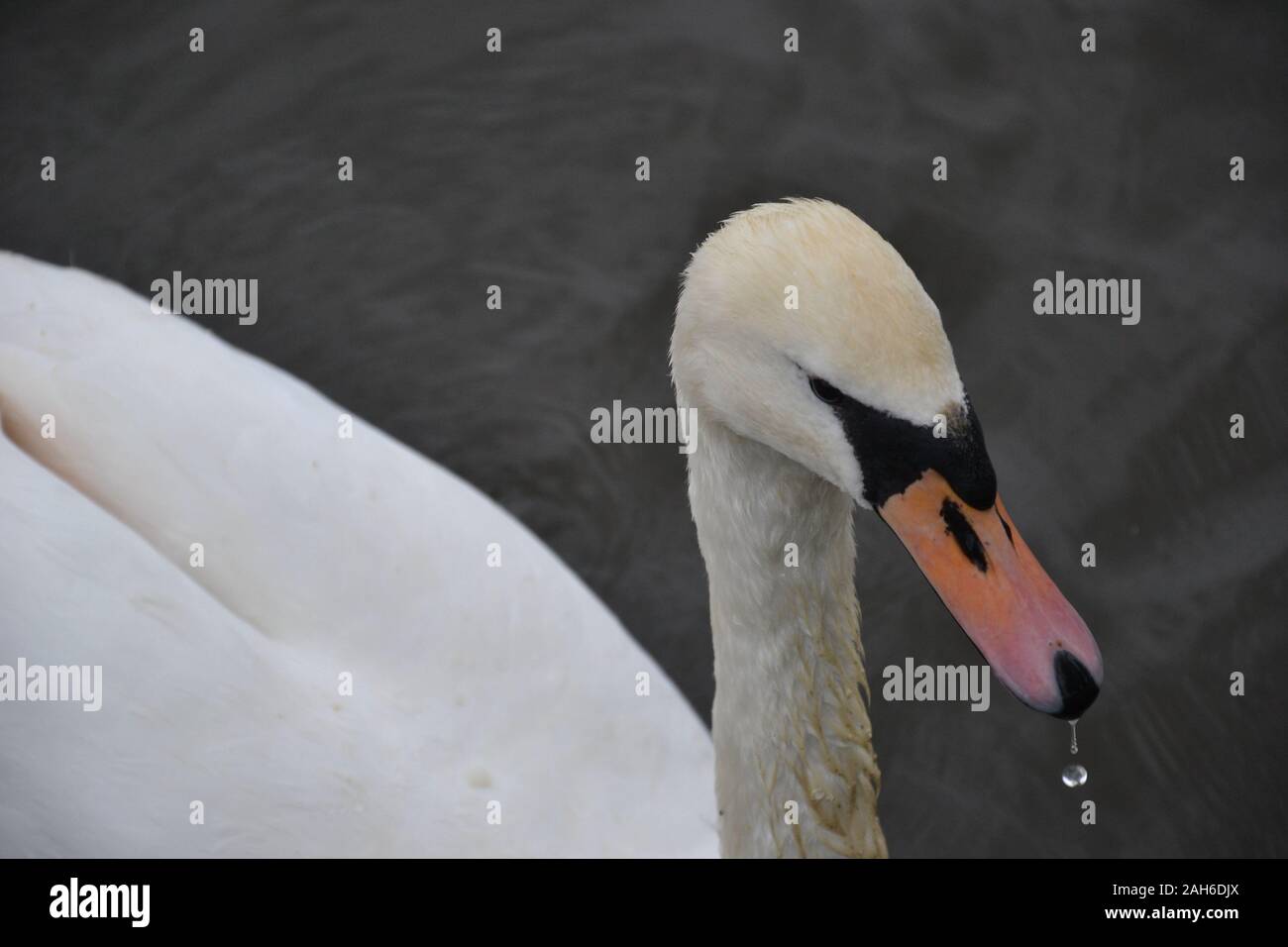 A white Mute Swan (Cygnus olor) with a droplet of dribble / water trickling from its beak Stock Photo