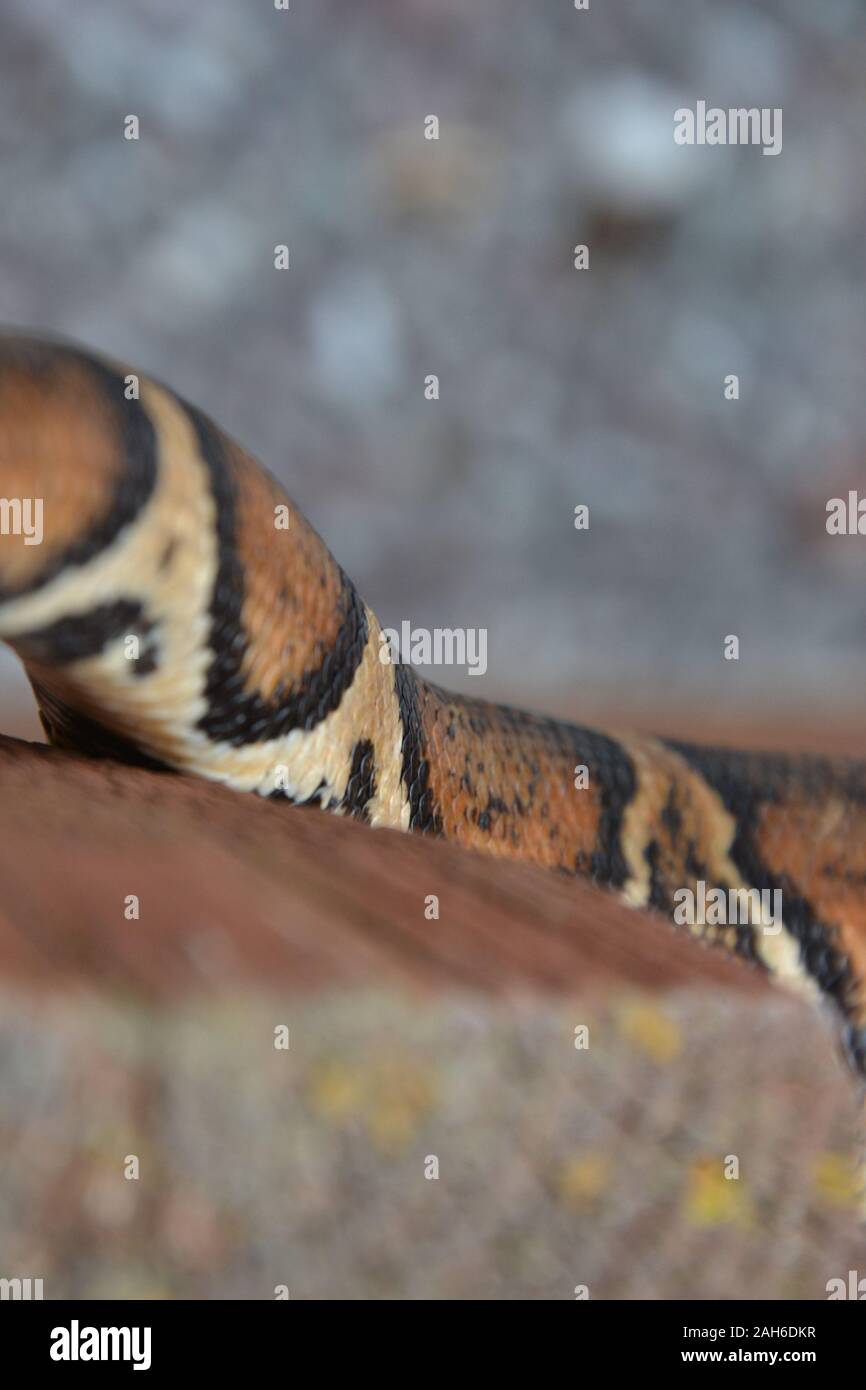Detail of the patterned scales on the gorgeous golden yellow, orange, black and brown skin of a large snake. Stock Photo