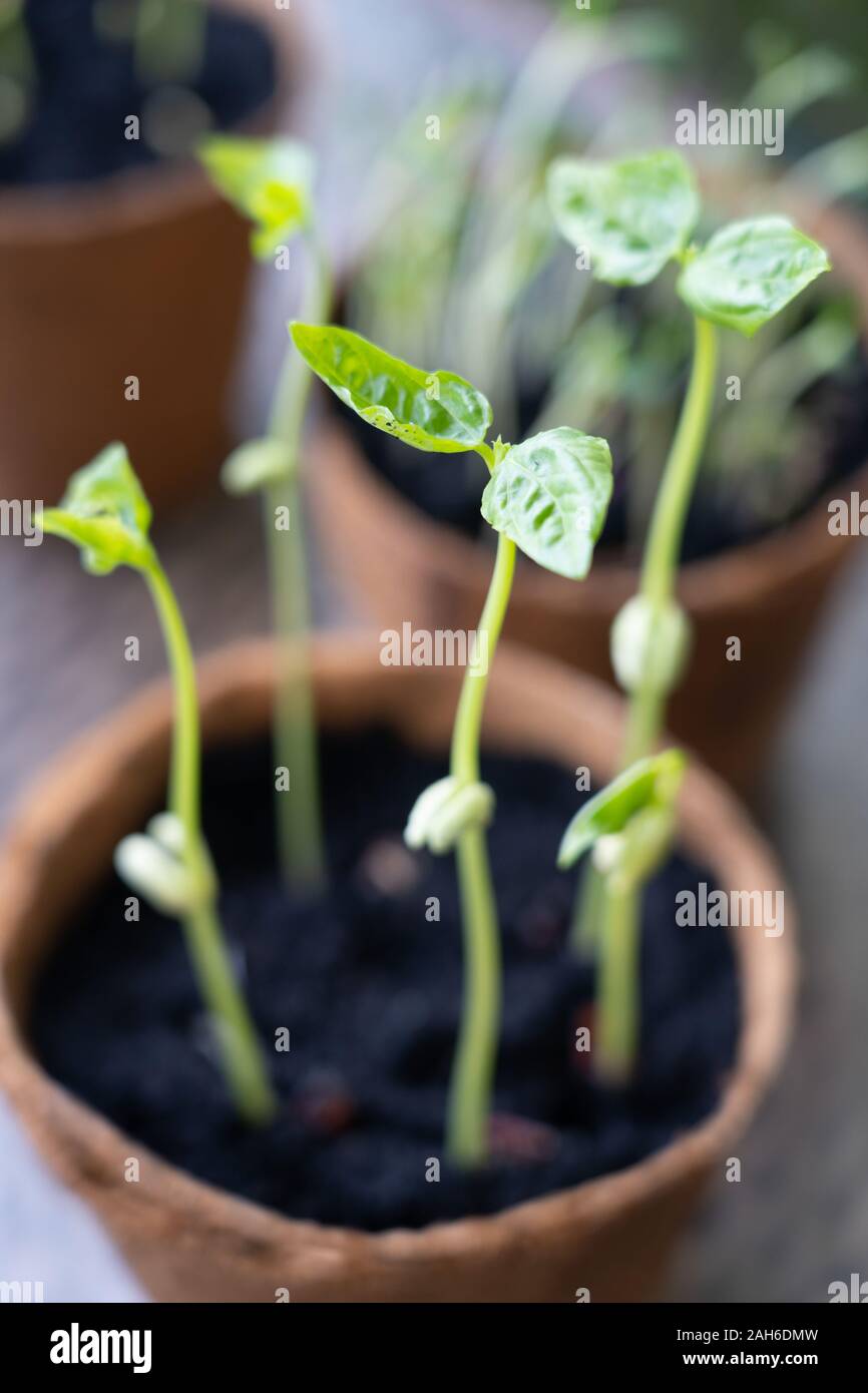 Young bean plants grown in biodegardable plant pots, germinated from their seeds now showing three days of healthy growth. Stock Photo