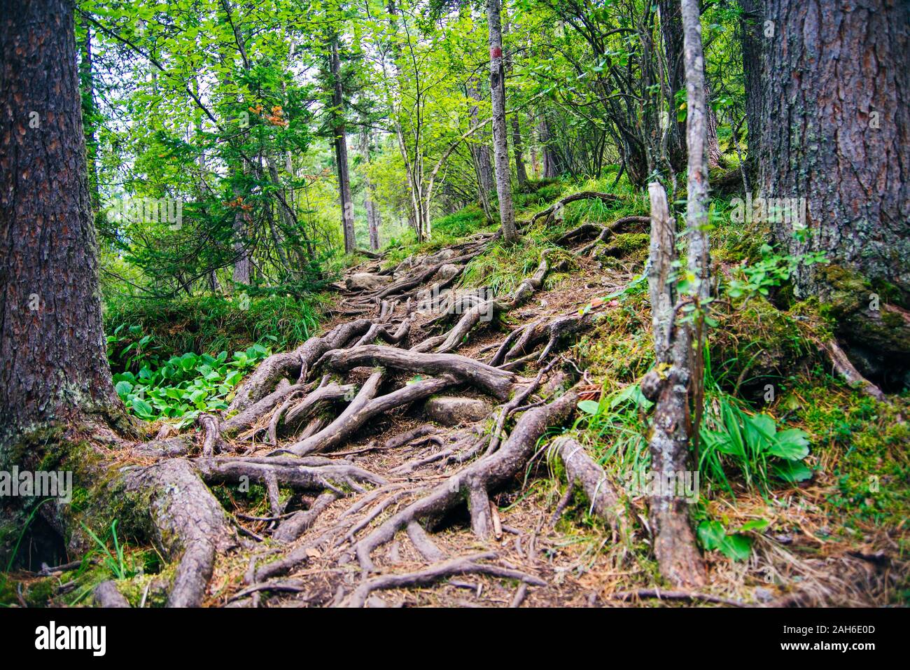 Forest trail with tree roots. Hiking in coniferous forest Stock Photo ...