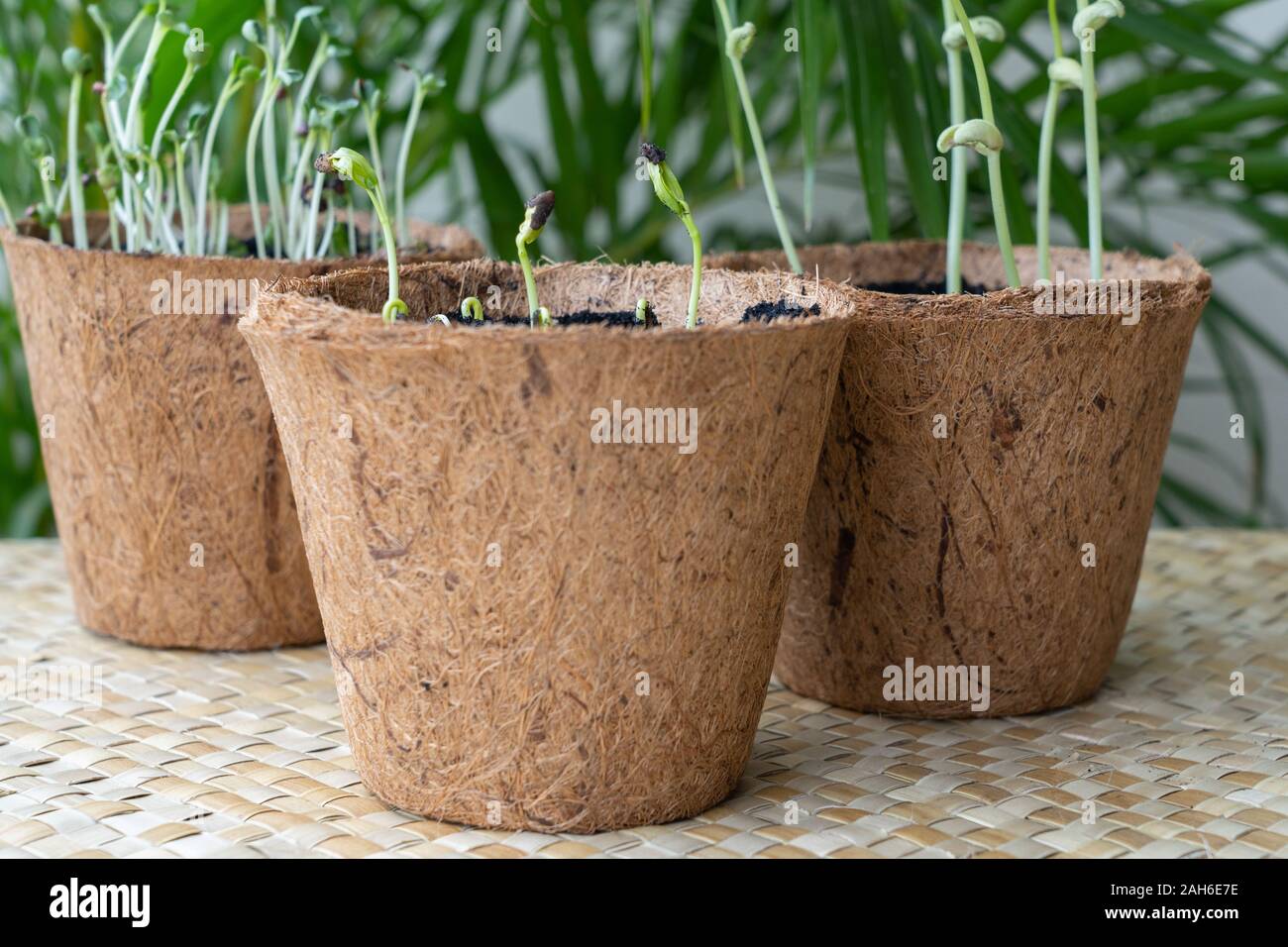 Seedlings grown in biodegradable coconut Husk pots made in the Philippines. The eco-friendly pots can be re-planted together with the seedlings into a Stock Photo