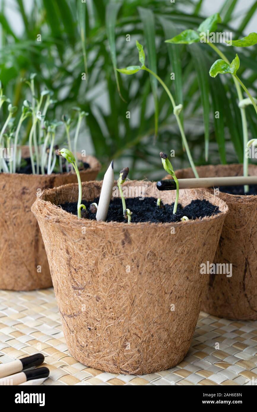Biodegradable pencils hires stock photography and images Alamy