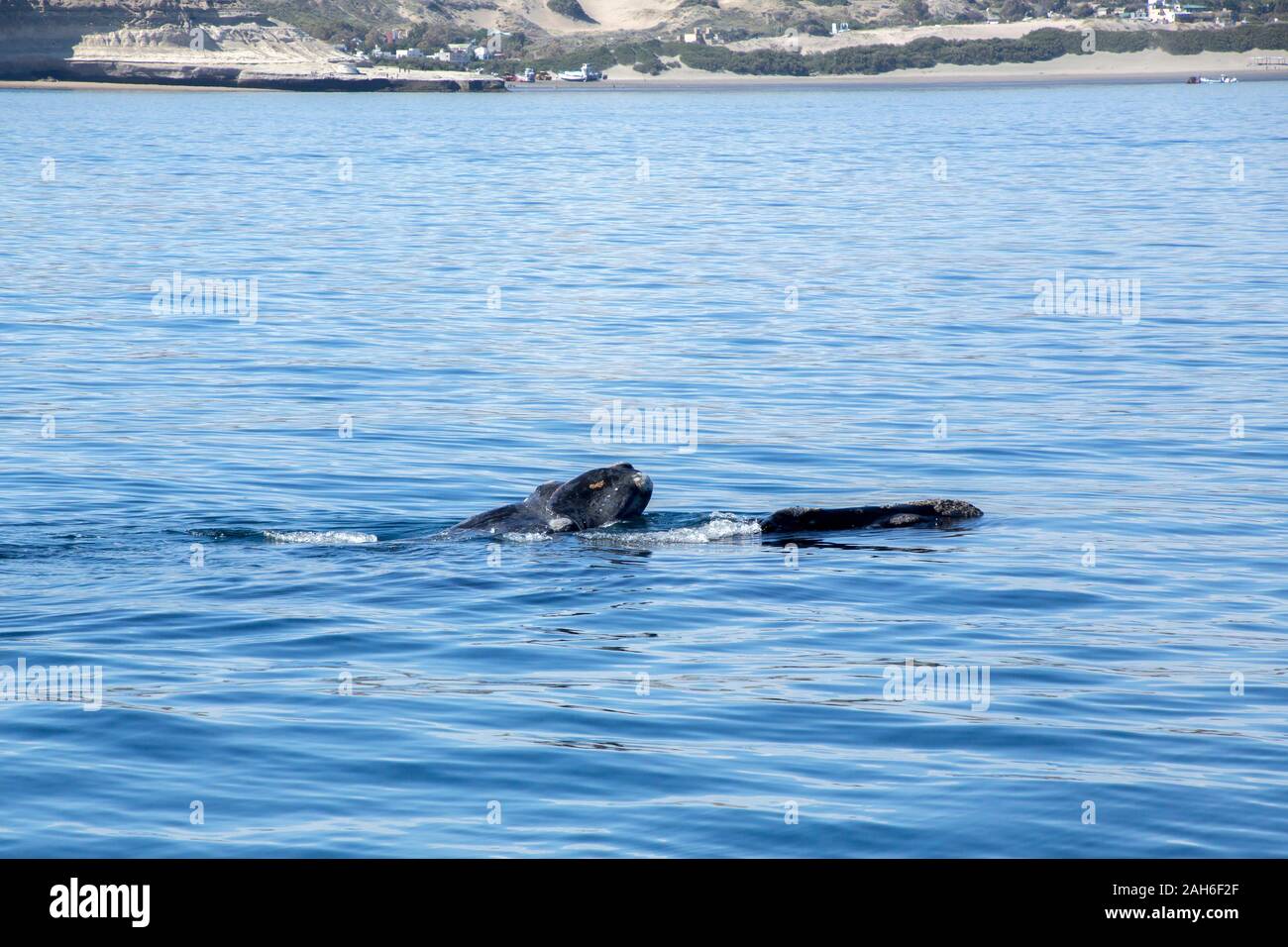 Southern Right Whale (Eubalaena australis) mother and calf off the water of Peninsula Valdes Stock Photo