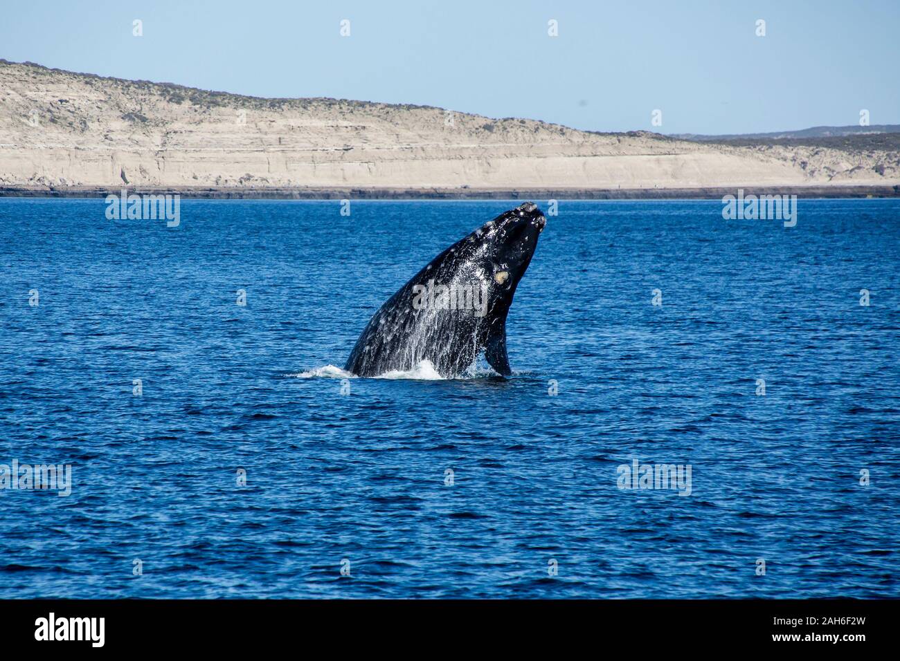 Southern Right Whale (Eubalaena australis) breaching off the water of Peninsula Valdes Stock Photo