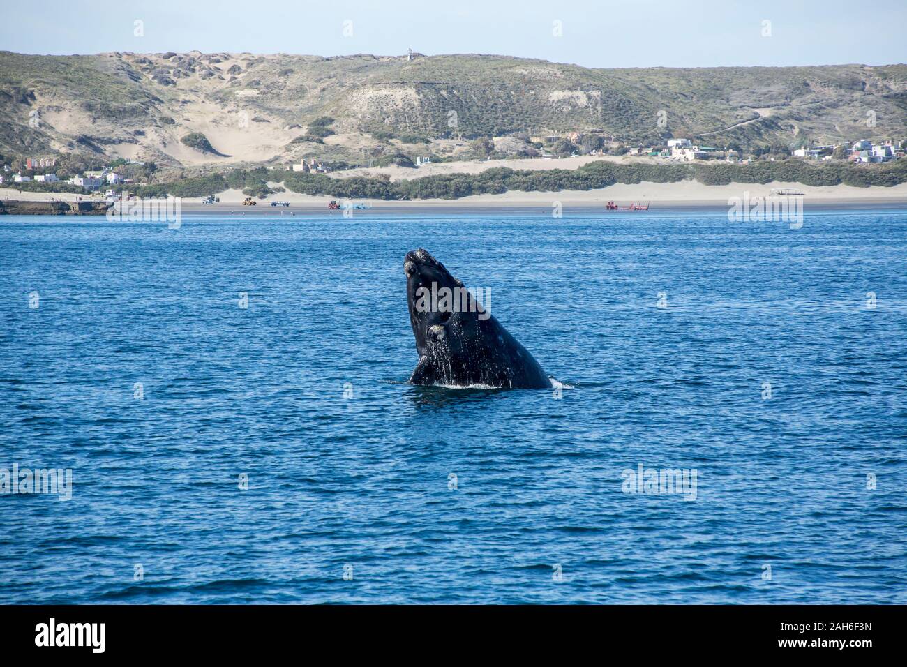 Southern Right Whale (Eubalaena australis) breaching off the water of Peninsula Valdes Stock Photo