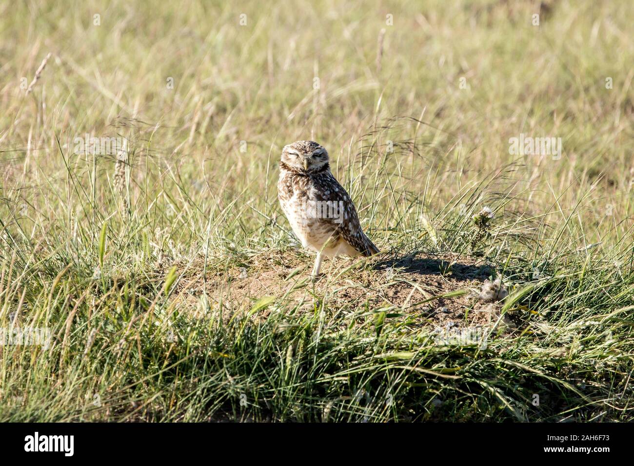 Burrowing Owl (Athene cunicularia) at Peninsula Valdes Stock Photo