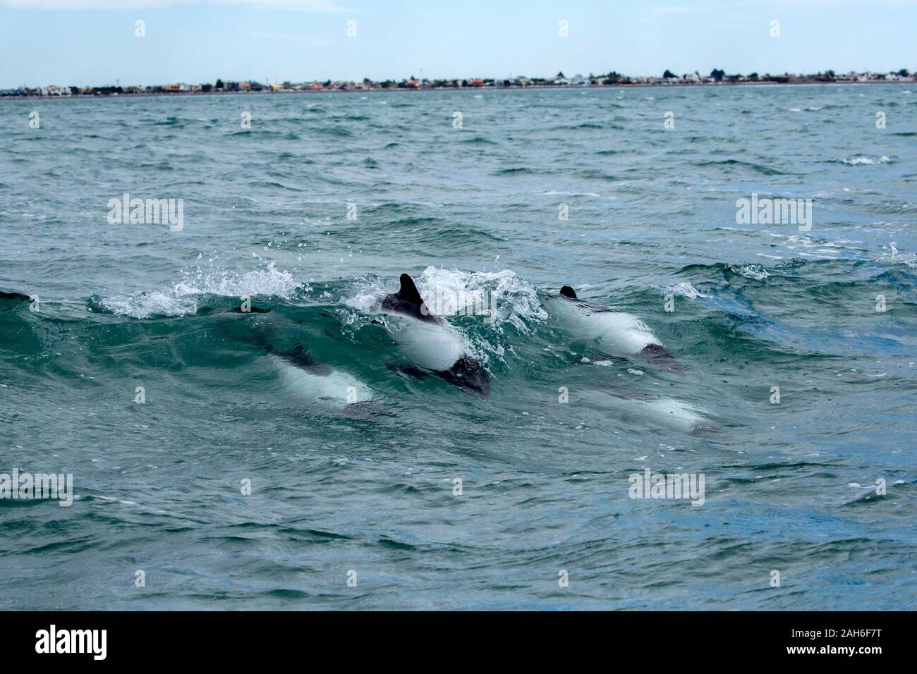 Commerson's Dolphin (Cephalorhynchus commersonii) at Puerto Rawson, Chubut, Argentina Stock Photo