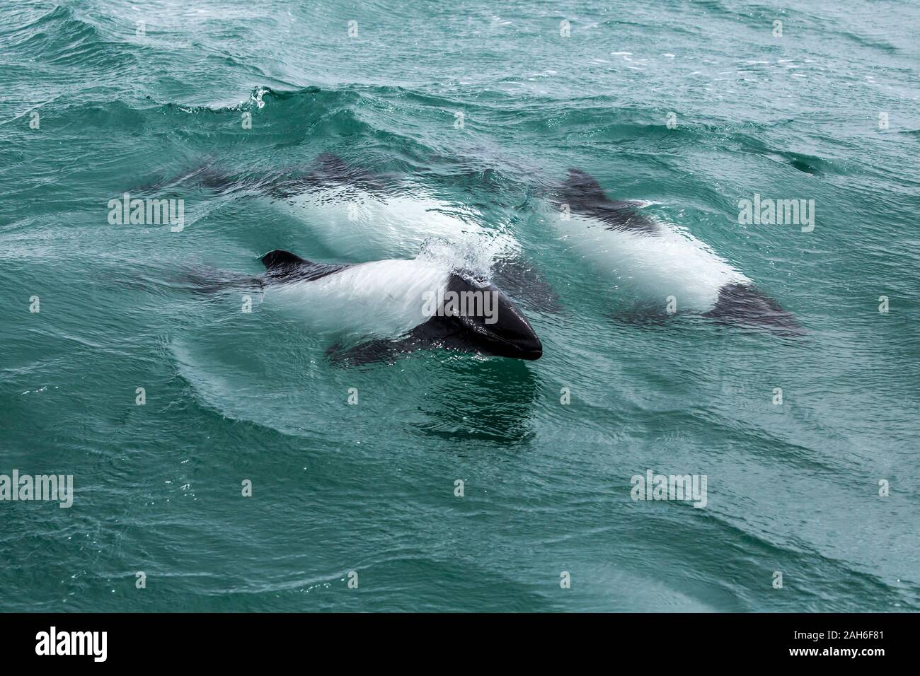 Commerson's Dolphin (Cephalorhynchus commersonii) at Puerto Rawson, Chubut, Argentina Stock Photo