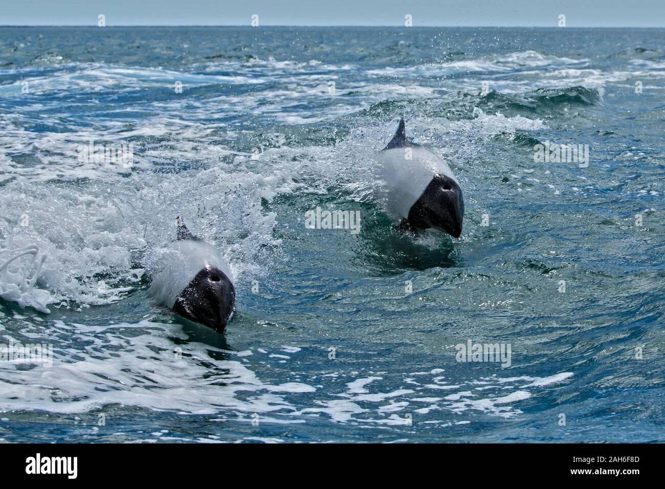 Commerson's Dolphin (Cephalorhynchus commersonii) at Puerto Rawson, Chubut, Argentina Stock Photo