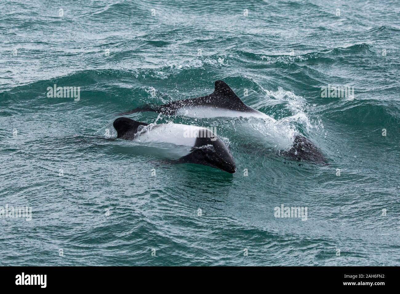 Commerson's Dolphin (Cephalorhynchus commersonii) at Puerto Rawson, Chubut, Argentina Stock Photo