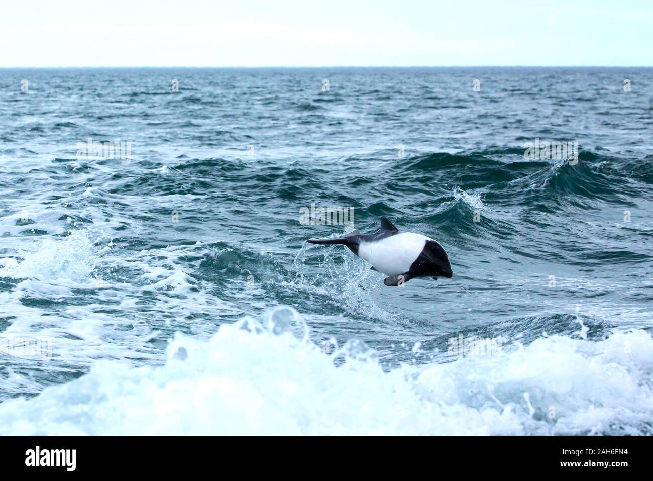 Commerson's Dolphin (Cephalorhynchus commersonii) at Puerto Rawson, Chubut, Argentina Stock Photo