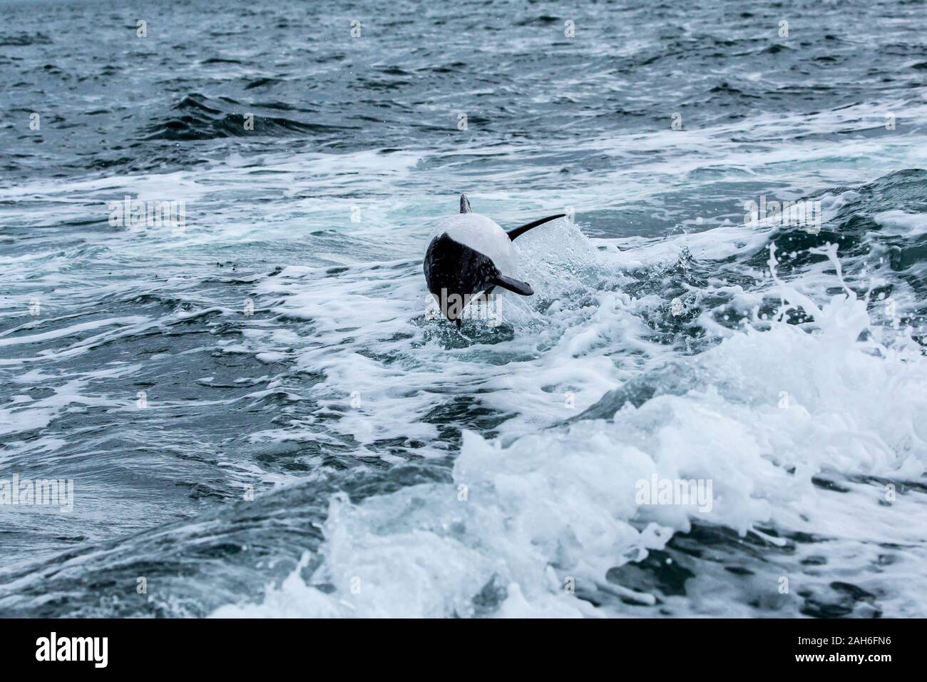 Commerson's Dolphin (Cephalorhynchus commersonii) at Puerto Rawson, Chubut, Argentina Stock Photo